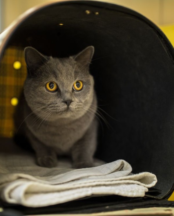 cat in pet carrier
