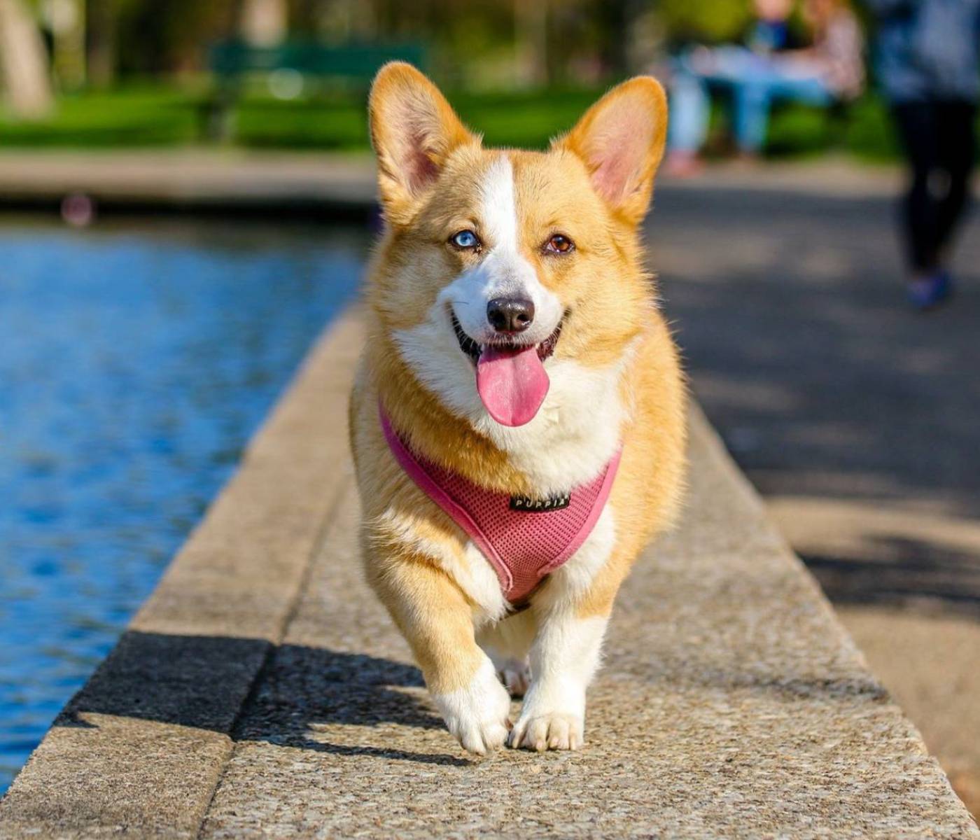 Happy Corgi wearing a pink harness walking outdoors