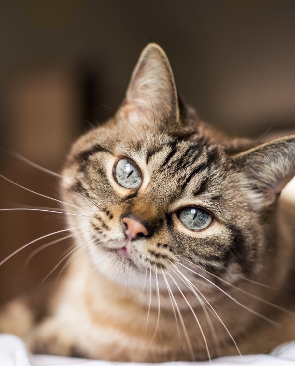 curious tabby cat blue eyes