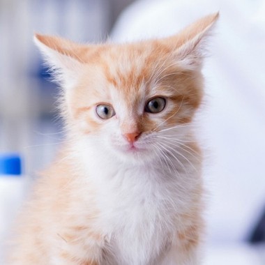 cute ginger and white kitten