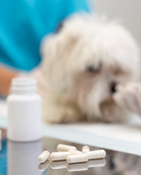 dog pills vet medication