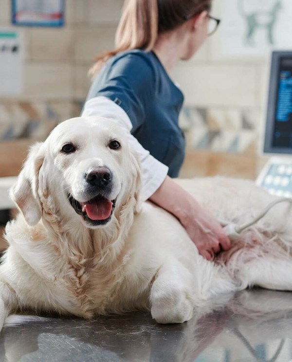 dog receiving ultrasound at vet