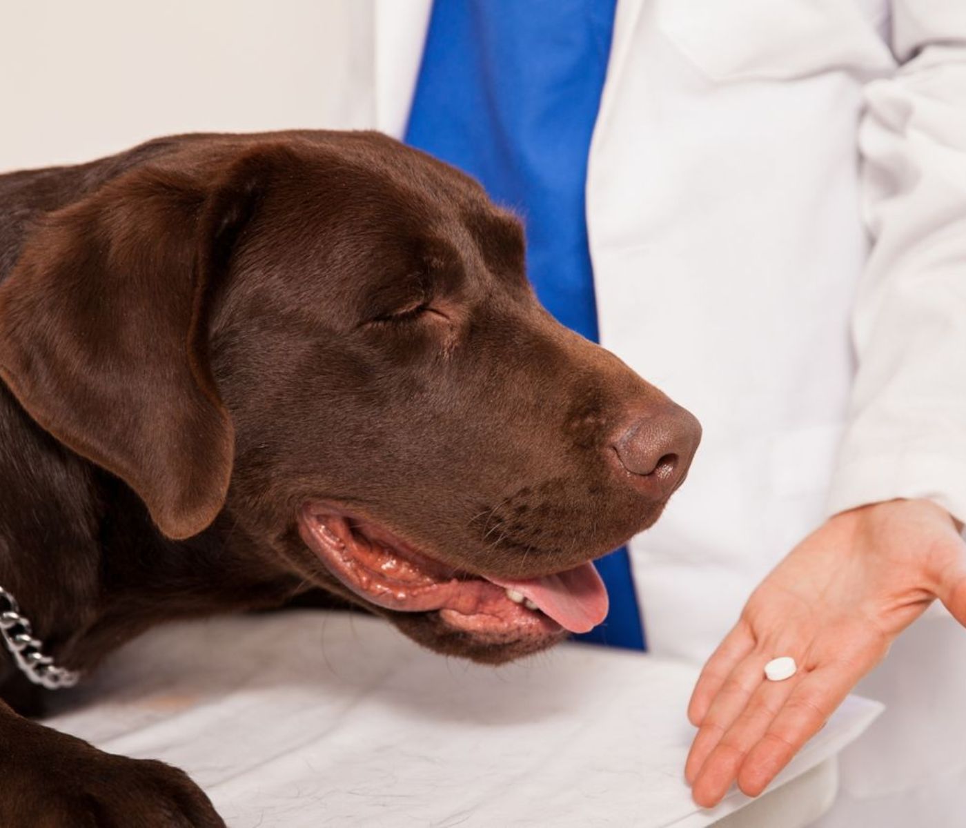 Veterinarian offering medication to a chocolate lab