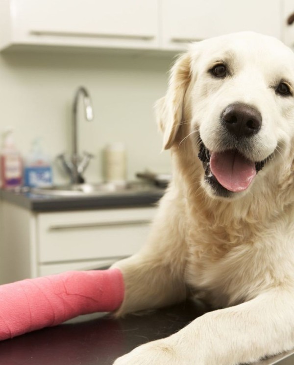 dog with pink cast