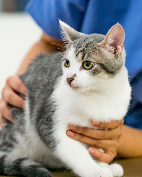 gray and white cat held