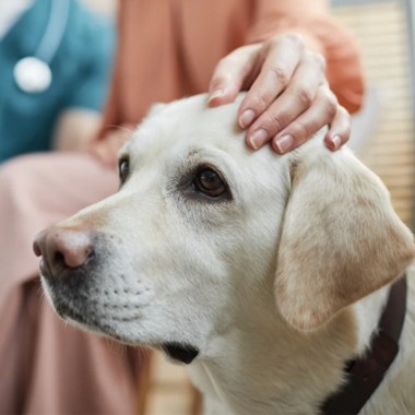 hand stroking golden retriever