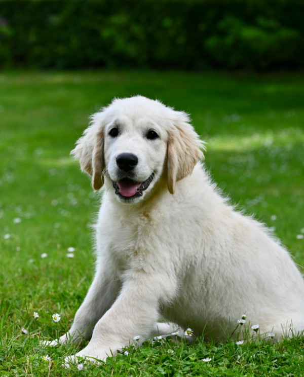 happy golden retriever puppy sitting