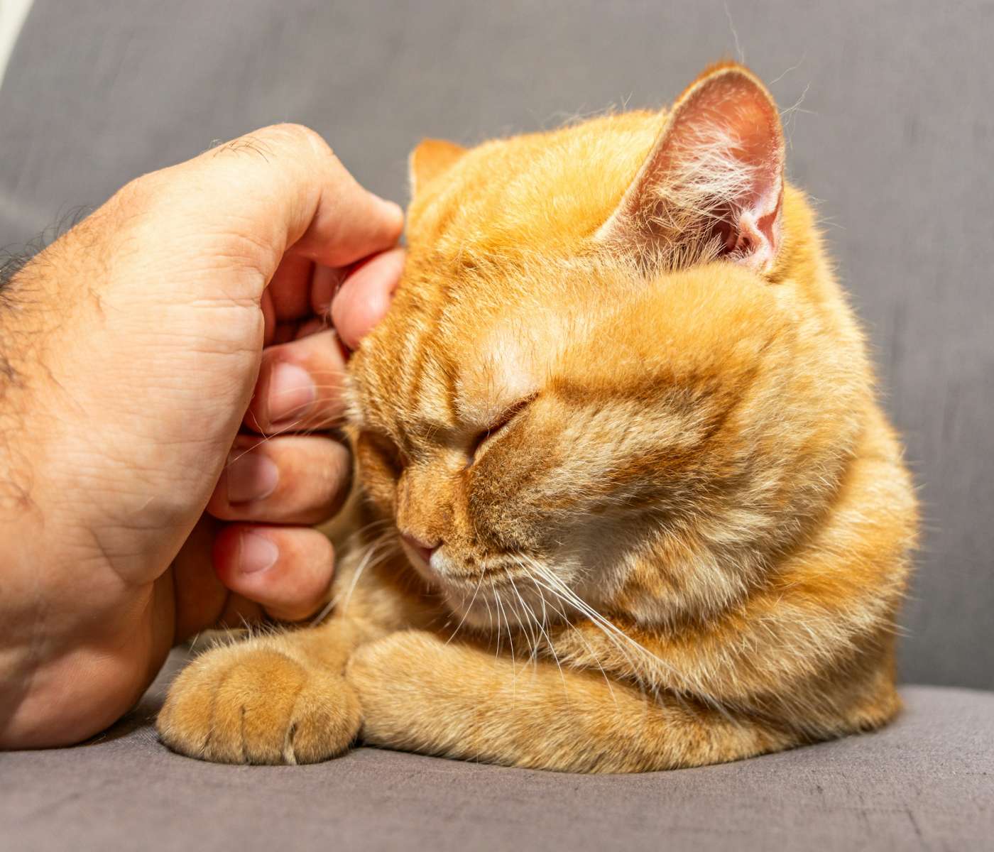 man petting orange cat