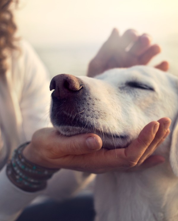 person petting happy white dog