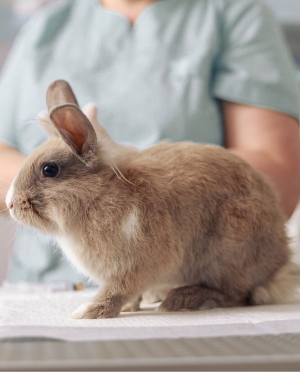 rabbit at vet appointment