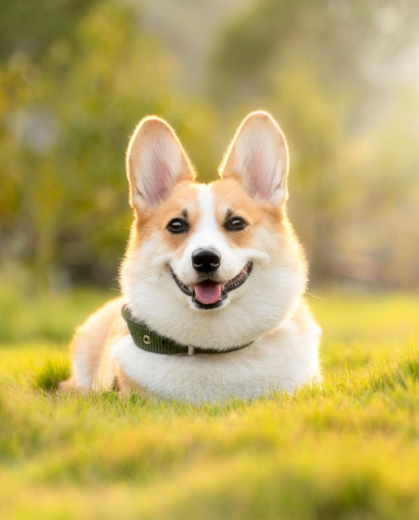 smiling corgi in sunny grass