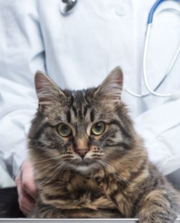 tabby cat at vet
