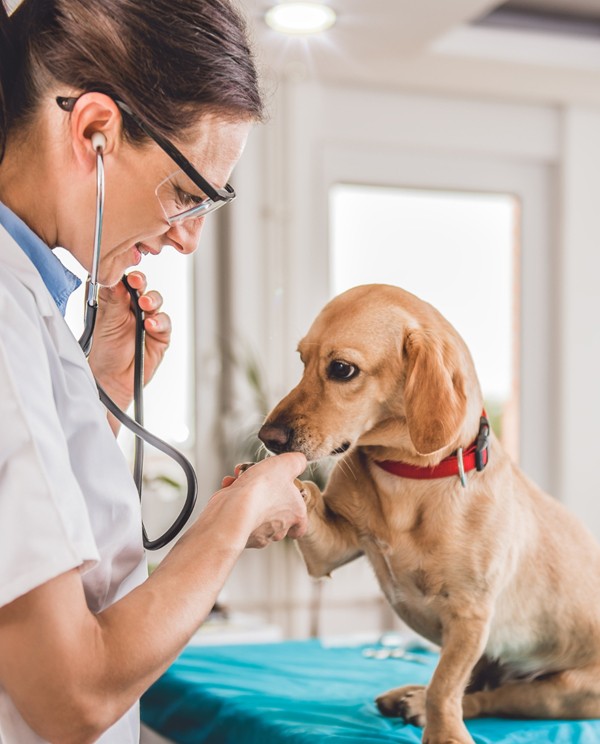 vet checking dogs paw
