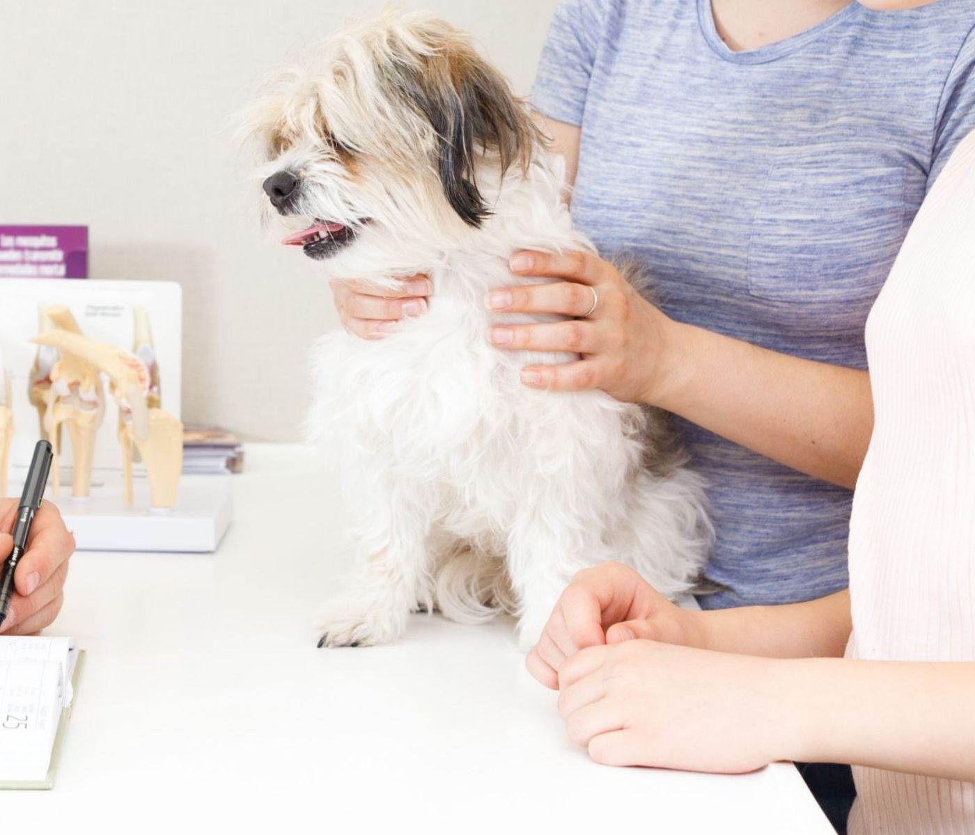 Small dog on a vet exam table during a consultation