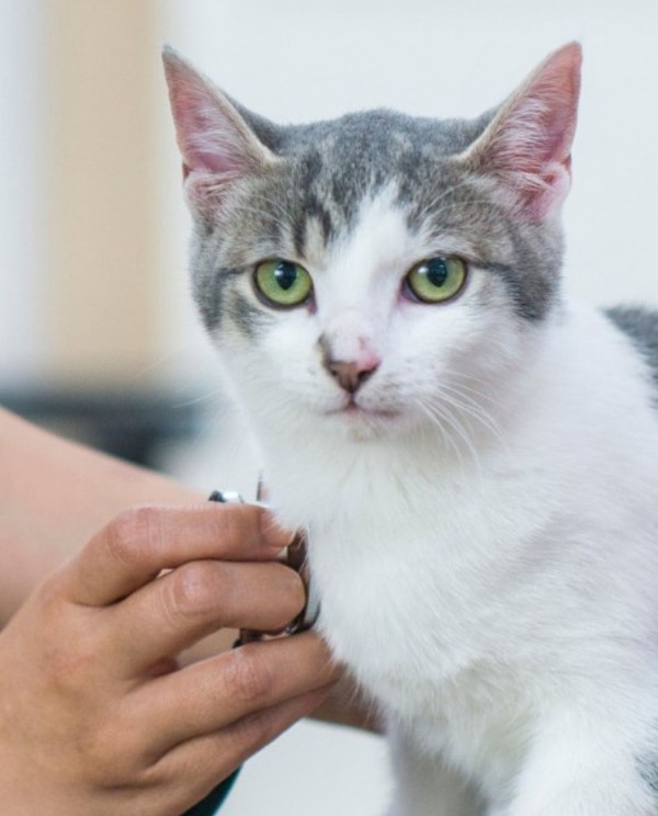 veterinarian examining gray white cat