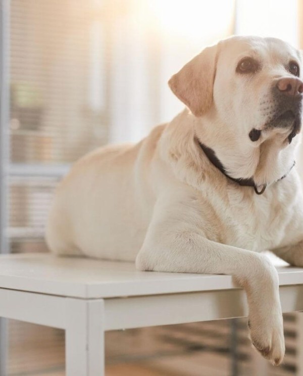 yellow labrador dog on table