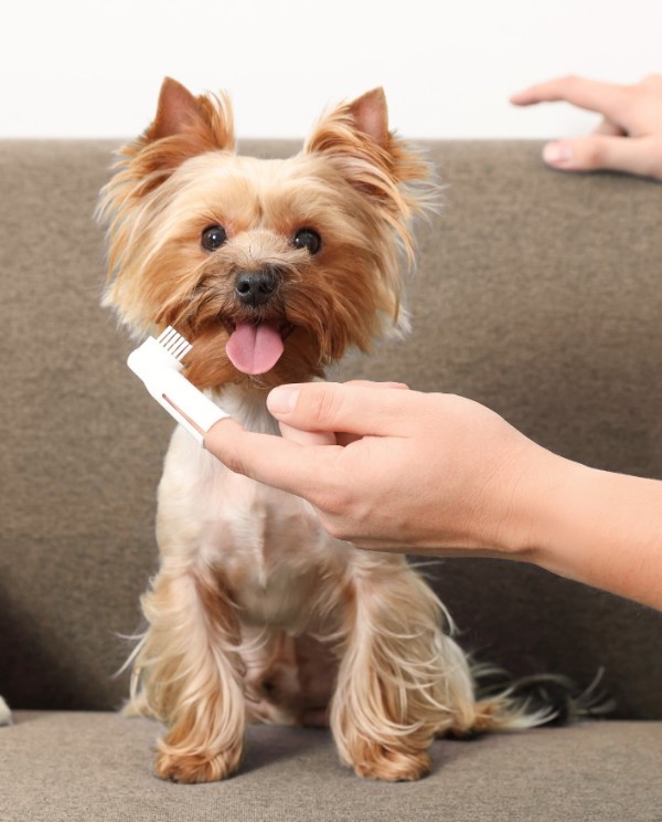 yorkshire terrier and toothbrush