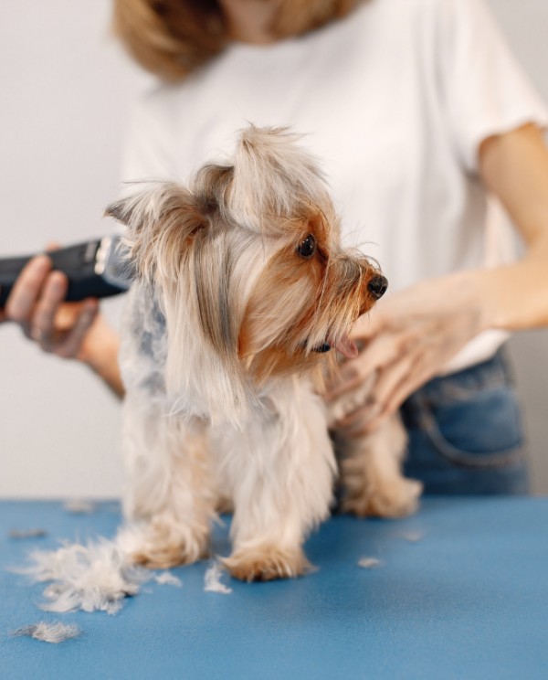 yorkshire terrier grooming trim